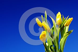 Mother`s Day. Beautiful yellow tulips on a blue sky background. Spring flower background with yellow tulips, mockup template.