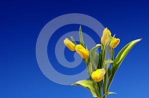 Mother`s Day. Beautiful yellow tulips on a blue sky background. Spring flower background with yellow tulips, mockup template.