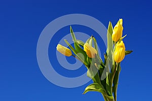 Mother`s Day. Beautiful yellow tulips on a blue sky background. Spring flower background with yellow tulips, mockup template.