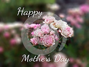 Mother`s day card with pink rose flowers. Happy Mother`s Day