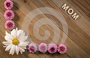 Mother`s Day concept with Pink Chrysanthemums on wood background flat lay