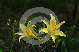 Mother`s Day is over, Hemerocallis is still blooming in silence!