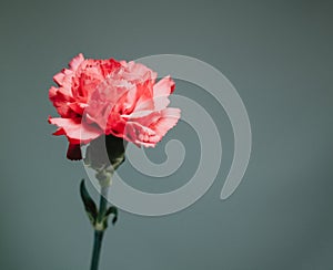 Mother`s Day Single Red Flower against Dark Background