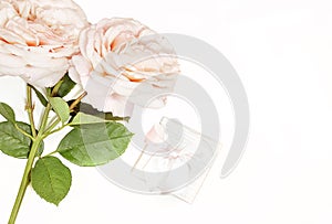 Mother`s day. Women`s day. Valentine`s day, Birthday background. White creamy roses and , gift box.