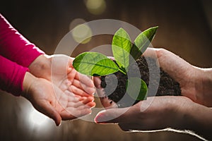 Mother`s hand giving young tree to a child for planting together in green nature background