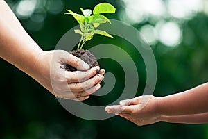 Mother`s hand giving young tree to a child for planting together