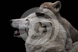 Mother`s love between arctic wolf and pup, Canis lupus arctos