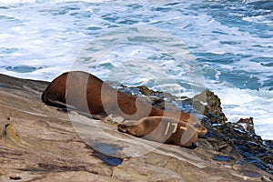 A mother sea lion with her pup sunbathing on a rocky outcropping on the shore of the Pacific Ocean at Children`s Beach in CA