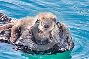 Mother sea otter cuddling her recently born pup.