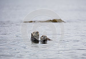 Mother sea otter and her pup