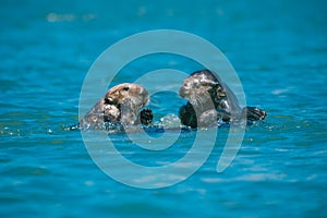 Mother sea otter with her pup having a talk