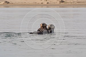 Mother sea otter with her pup in Morro Bay