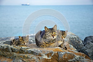 Mother on the sea rocks family of Cats and Kittens