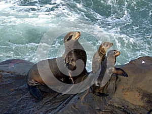 Mother seal and pups