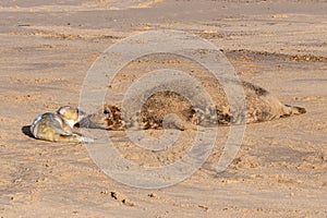 Mother seal recognising her newborn grey seal pup, Halichoerus grypus, by sense of smell, Horsey, Norfolk, UK