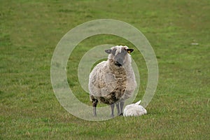 Mother sheep and baby lamb