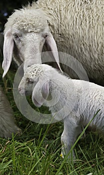 Mother sheep and baby lamb