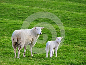 Mother Sheep and Baby Lamb