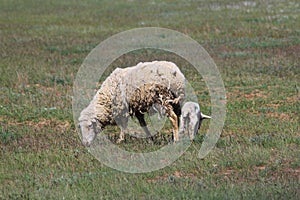 mother sheep with baby lamb on the green field