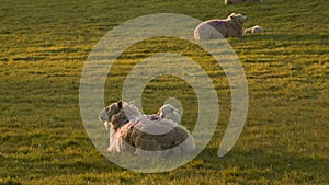 Mother sheep and baby lamb laying down on her back in a field on a farm at sunset or sunrise