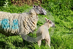 Mother sheep and baby lamb in meadow
