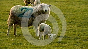 Mother sheep and baby lamb playing standing in a field on a farm in evening sunlight