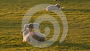 Mother sheep and baby lamb playing standing on her back in a field on a farm at sunset or sunrise