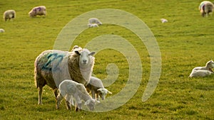 Mother sheep and baby lamb standing in a field on a farm in evening sunlight