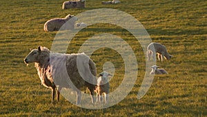 Mother sheep and baby lambs grazing in a field on a farm at sunset or sunrise