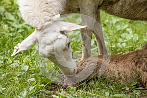 Mother sheep cleaning her newborn baby