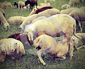 mother sheep feeding her lamb