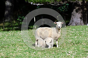 Mother sheep feeds her lamb