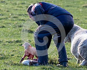 Mother sheep giving birth to two lambs in a rural green pasture, with the assistance of a farmer