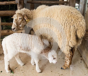 Mother sheep and her baby lamb
