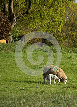 mother sheep and her baby lamb grazing in a field against a backdrop of fresh green spring foliage