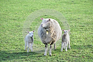 A mother sheep and her baby lambs in their field near to Oss  Netherlands
