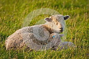 Mother sheep with her baby on pasture in New Zealand