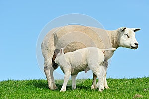Mother sheep and her lamb drinking milk in spring