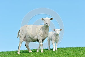 Mother sheep and her lamb in spring