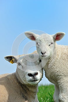 Mother sheep and her lamb in spring