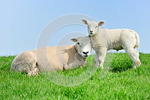 Mother sheep and her lamb in spring