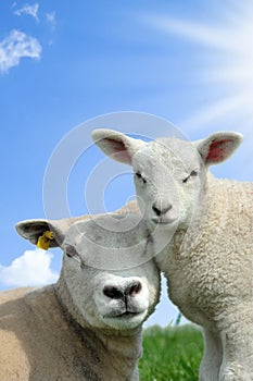 Mother sheep and her lamb in spring