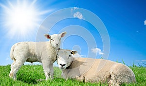 Mother sheep and her lamb in spring