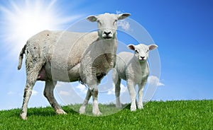 Mother sheep and her lamb in spring