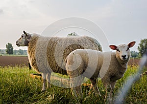 Mother sheep and her lamb in spring, Friesland The Netherlands