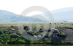 Mother sheep with her lambs near the water