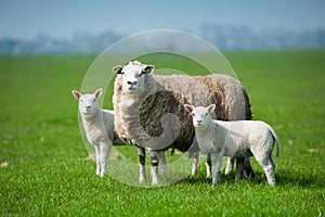 Mother sheep and her lambs in spring