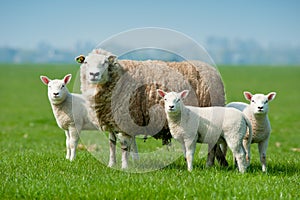 Madre oveja a su corderos en la primavera 