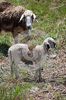 Mother sheep and her lambs of Thailand