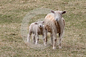 Mother Sheep with her little white lamb